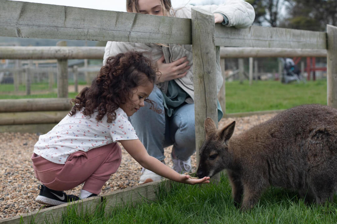 Photo of a young girl hand feeding a wallaby at a petting zoo